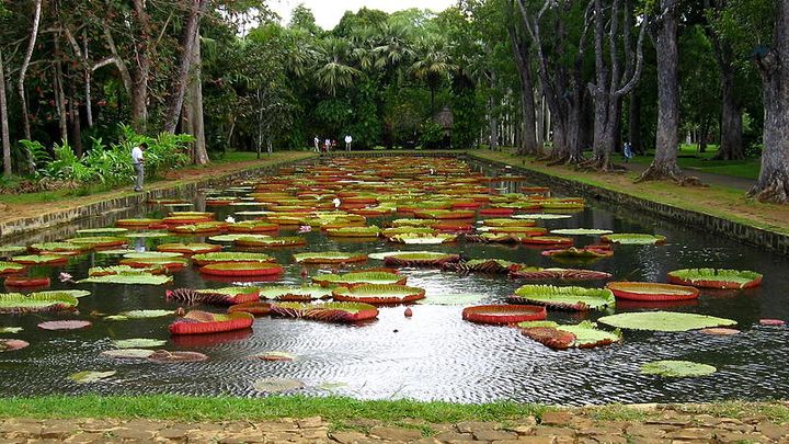 Water lily pond at Pamplemousses botanical garden