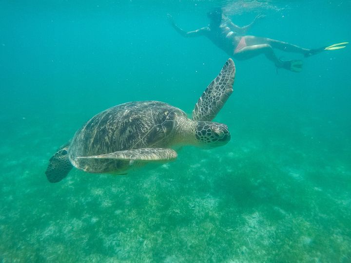 Snorkelling beside a sea turtle, Maldives